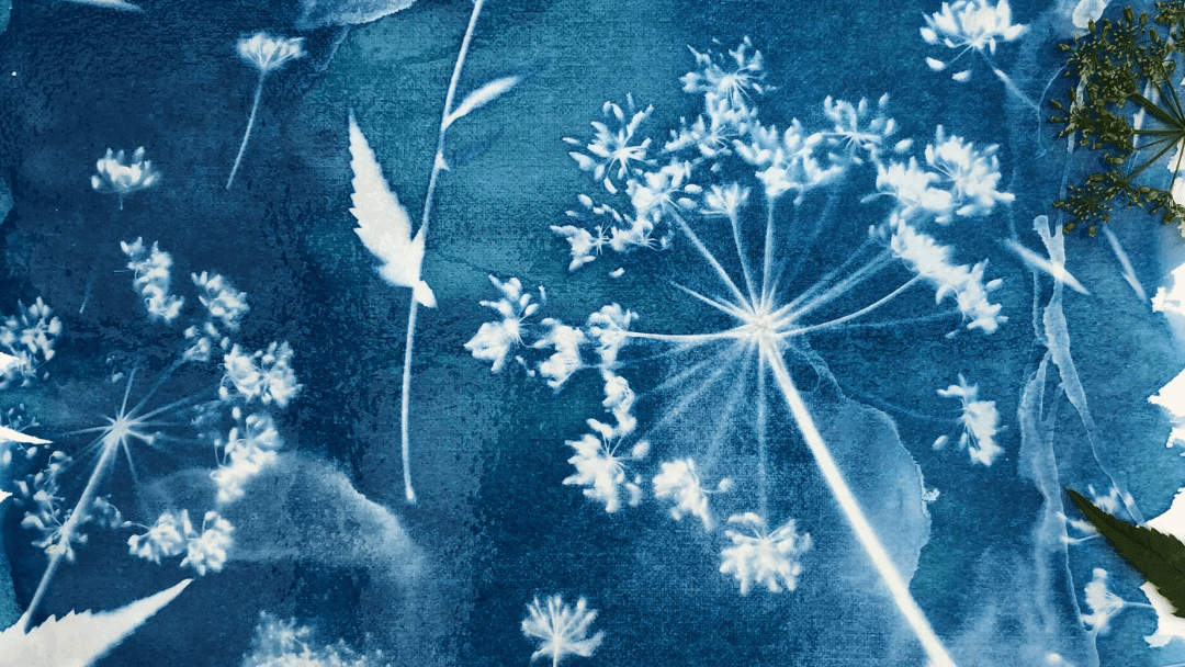Natural Blue: Cyanotype Workshop for Young Photographers