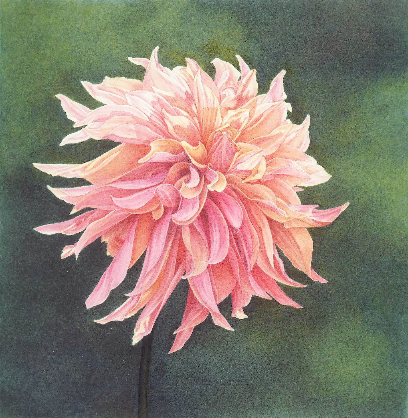 An Introduction to Botanical Illustration and Painting in Watercolour