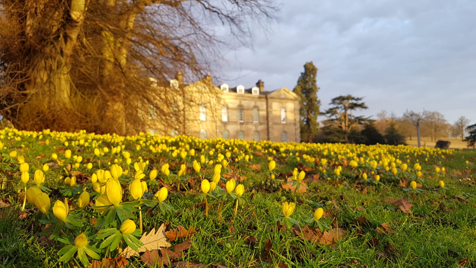 ‘A carpet of yellow’: Roman flowers bloom in January